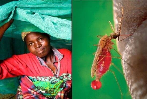 Malaria; Symptoms, Causes And Ways To Prevent It Especially For Travelers