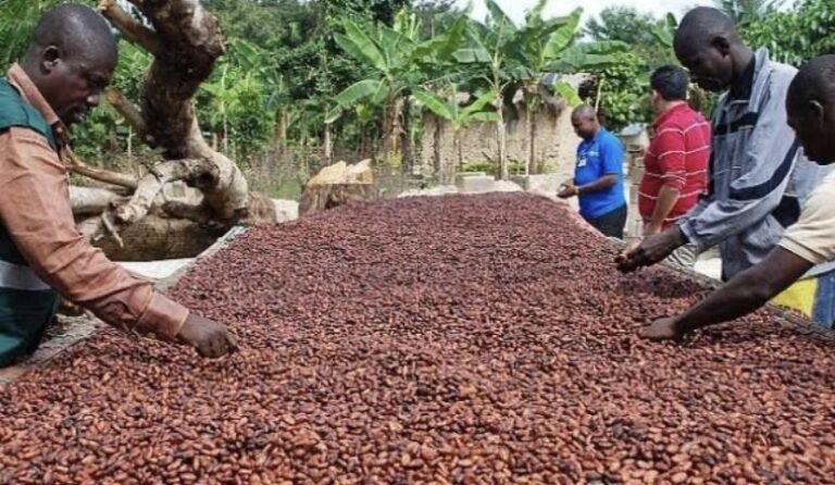 NPP Says Cocoa Price Should Be GH¢2,968, Not GH¢2,650 – Demands Review